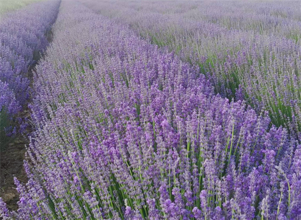 1692156133683411.jpg 圖2.jpg