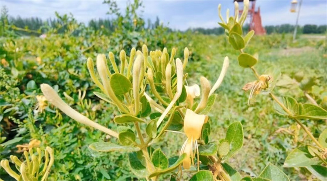 1720513249140978.jpg 圖2.jpg