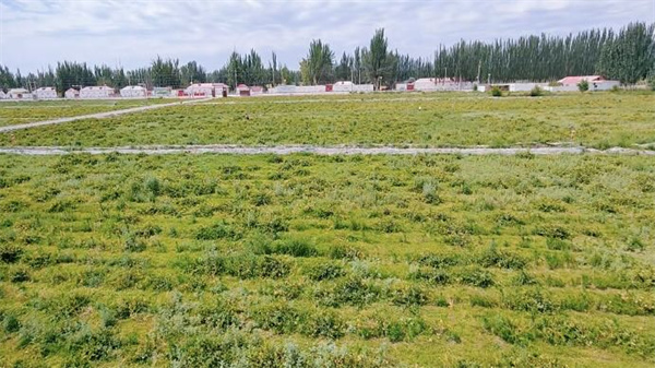 1720513493970559.jpg 圖1.jpg