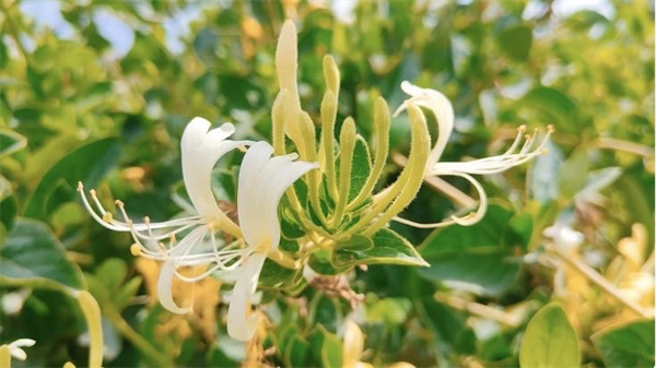 1720513519327475.jpg 圖4.jpg