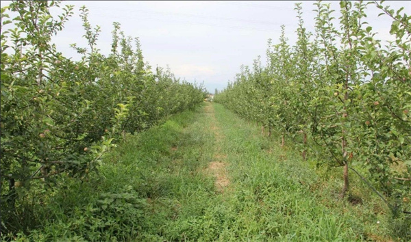 1721360928905848.jpg 圖1.jpg