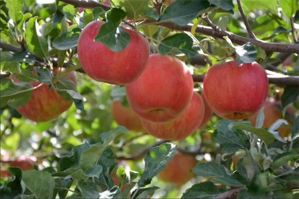 1721360982882425.jpg 圖7.jpg