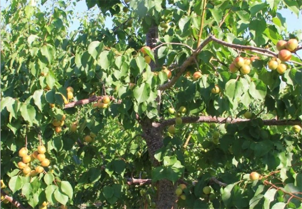 1721360990805597.jpg 圖8.jpg