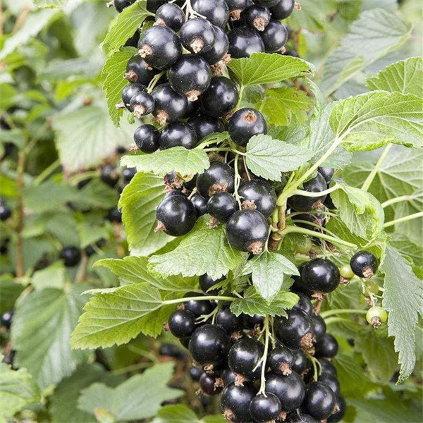 1722824478249117.jpg 圖2.jpg