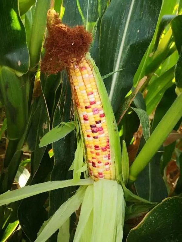 1729671093362840.jpg 93b20eb536ba6f94fd40fe478b56f31.jpg