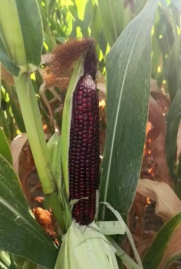 1729671101402446.jpg 963ed6e9069338f400d5984ea8abbb5.jpg