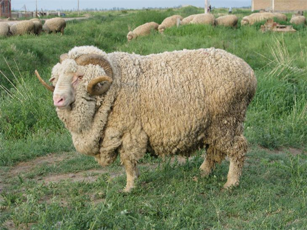 1731484528842483.jpg 圖3 美利奴羊.jpg