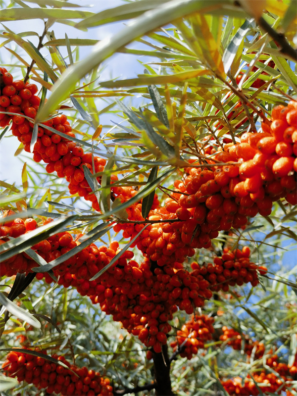 1732677886956931.jpg 圖3.jpg