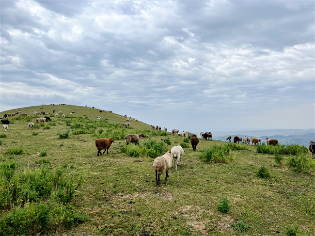 1757327070716885.jpg 天然草場(chǎng).jpg