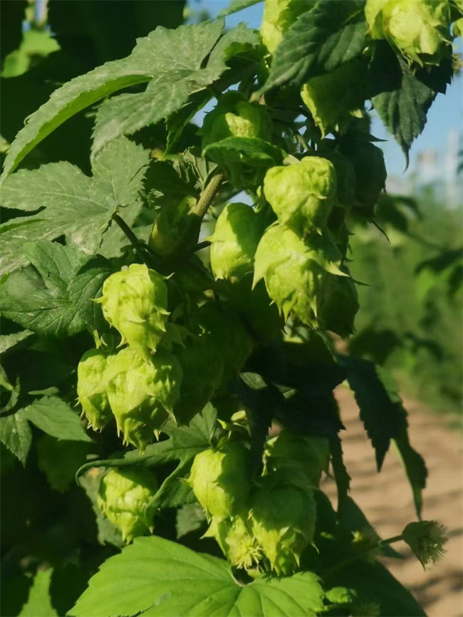 1757667104255191.jpg 圖2.jpg